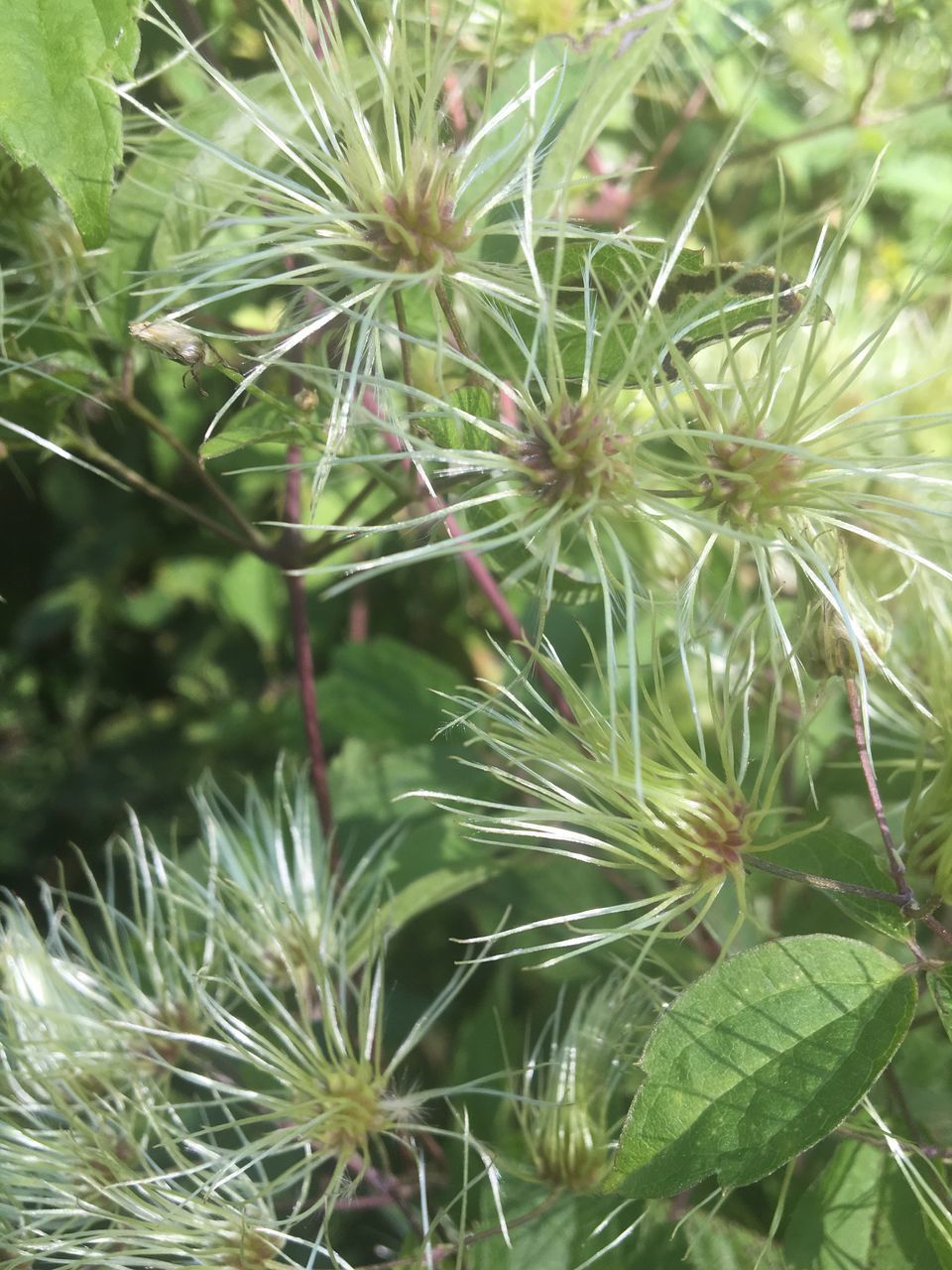 CLOSE-UP OF CACTUS PLANT