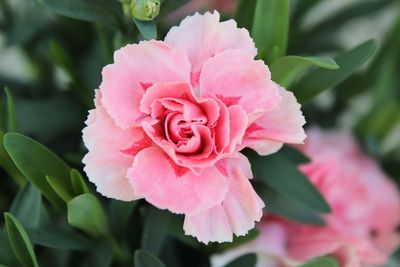 Close-up of pink flower