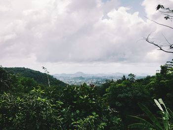 Plants growing on land against sky