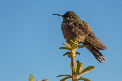 Low angle view of bird perching against clear blue sky