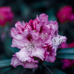 Close-up of pink rose flower