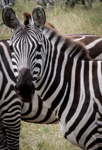 High angle view of zebra on field