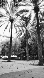 Palm trees on field against sky