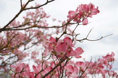 Low angle view of pink flowers blooming on tree
