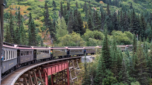 Train passing through forest