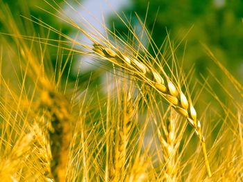 Close-up of wheat growing on field