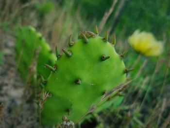 Close-up of prickly pear cactus