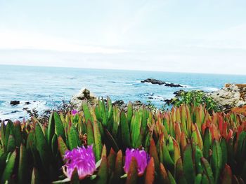 Close-up of flowering plants by sea against sky