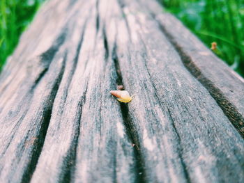 Surface level of fallen leaf