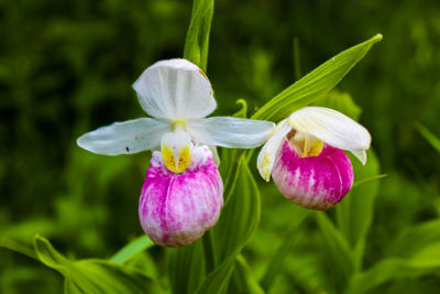 Close-up of pink flower blooming in garden