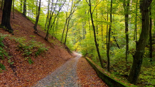 Road passing through forest