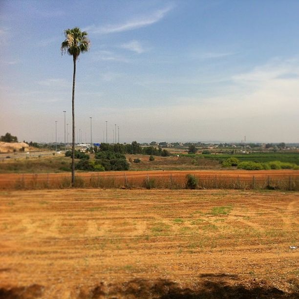 sky, tree, landscape, tranquil scene, tranquility, field, palm tree, growth, rural scene, nature, scenics, beauty in nature, cloud, cloud - sky, agriculture, solitude, plant, outdoors, non-urban scene, grass