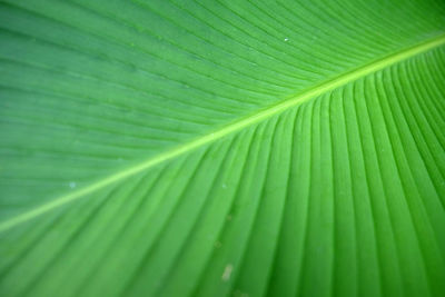 Full frame shot of palm leaf