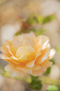 Close-up of rose plant