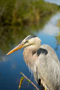 Close-up of bird