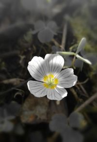 Close-up of white flower