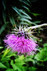 Close-up of purple thistle flower