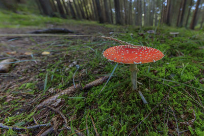 Close-up of fly agaric mushroom on field