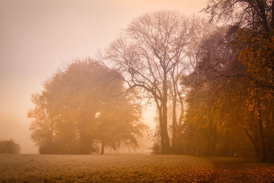 Trees on field against sky during autumn