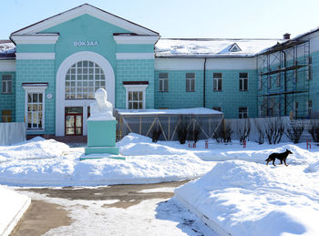 Dog on snow covered built structure