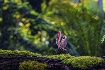 Close-up of butterfly on rock