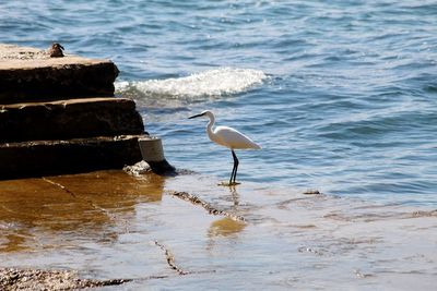 View of seagulls on beach