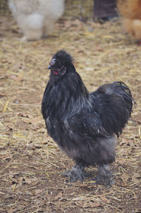 Black hen standing on field