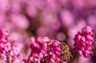 Close-up of bee pollinating on pink flower