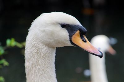 Close-up of swan headshot 