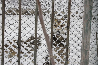 Wolves behind fence