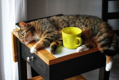 Cat relaxing on table at home