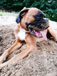 Dog sitting on field