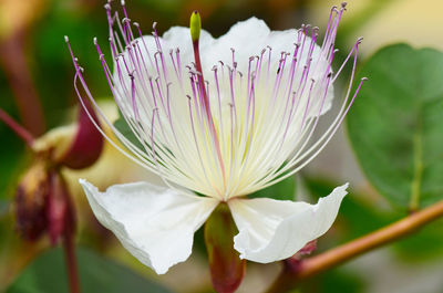 Close-up of white flowers