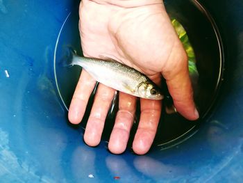 Close-up of hand holding fish