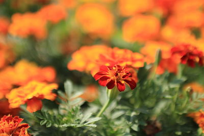 Close-up of orange flowers blooming outdoors
