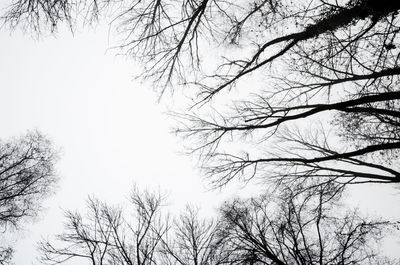 Low angle view of tree against sky