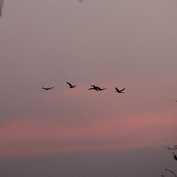 Low angle view of birds flying in sky