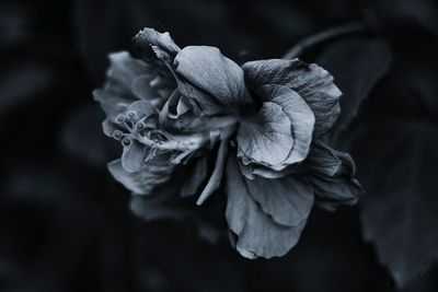 Close-up of flowers blooming