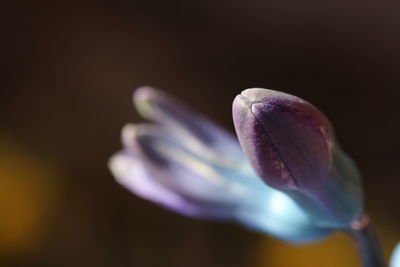 Close-up of purple crocus flower