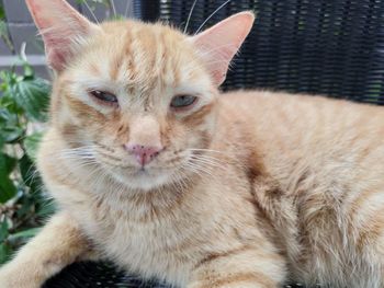 Close-up portrait of tabby cat
