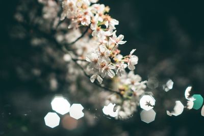 Low angle view of cherry blossoms blooming outdoors