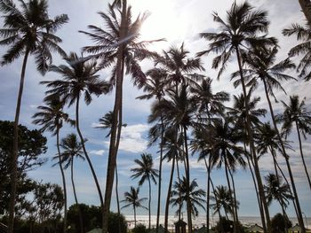 Low angle view of palm trees