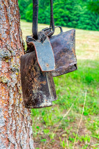 Close-up of rusty hanging on tree trunk