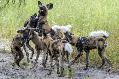 Herd of sheep