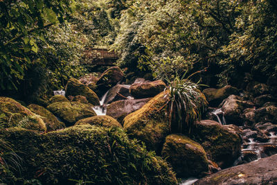 Stack of rocks and trees in forest