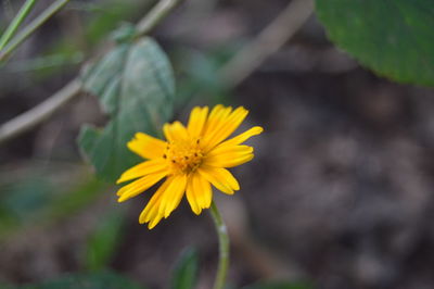 Close-up of yellow flower