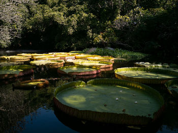 Water lilies and leaves floating on lake