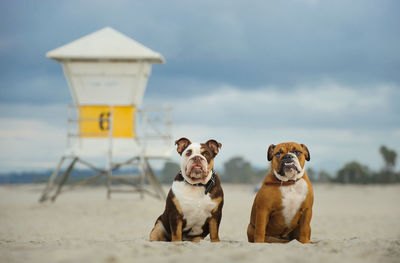 Dogs sitting against lifeguard hut at beach