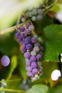 Close-up of grapes growing in vineyard