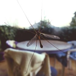 Close-up of insect
